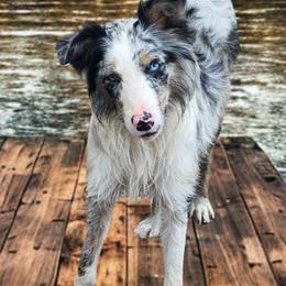 Amara - Border Collie