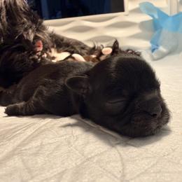 Amanda - Black female Shih Tzu puppy in Hemet, California from Aloha Shih Tzu
