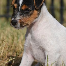 Jack Russell Terrier Puppies from Smokin Pistol Jack Russell Terriers