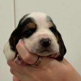 Blue lace ear - Black brown and white male Basset Hound puppy in Douglas, Georgia from Huffer Hounds and Havanese