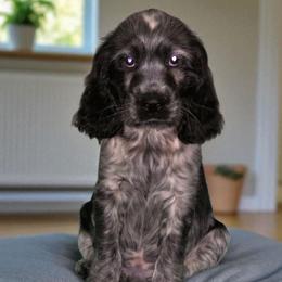Kingston - Black and white male English Springer Spaniel puppy in Florida from Thunderbird Springers