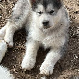 Alaskan Malamute Puppies from Ghost Dance Alaskan Malamutes