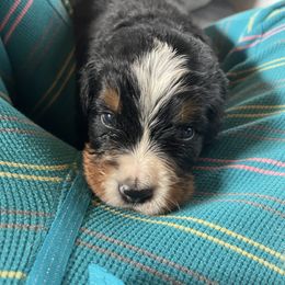 Bernese Mountain Dog Puppies from Hilltop K9