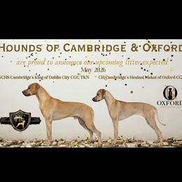 Rhodesian Ridgeback puppies from Oxford Ridgebacks