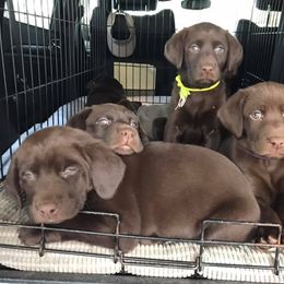 Labrador Retriever Puppies from Choice Chocolate Labs