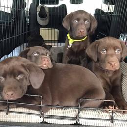 Labrador Retriever Puppies from Choice Chocolate Labs