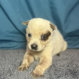Lucky - Red speckled male Australian Cattle Dog puppy in Rosharon, Texas from 4Surge Cattle Dogs