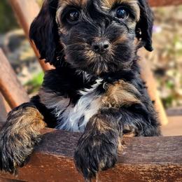 Espi - Sable female Cockapoo puppy in Connersville, Indiana from Dessie's Doodles