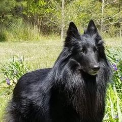 Belgian Sheepdogs from Suzanne Parodi's Belgian Sheepdogs