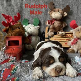 Rudolph - Tri-Roan male English Springer Spaniel puppy in Hudson, Michigan from Picky’s Puppies