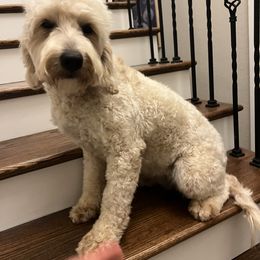 Bubbles - Goldendoodle