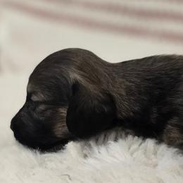 Dutch - Black and tan male Dachshund puppy in Nine Mile Falls, Washington from River Run Doxies