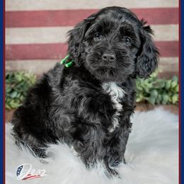 Bondi - Black female Cockapoo puppy in Connersville, Indiana from Deaz Doodle Ranch