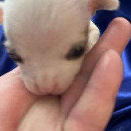 Rudolph - White male Chihuahua puppy in Framingham, Massachusetts from Boston Chi Chis