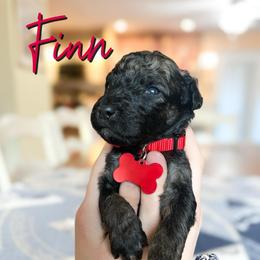 Finn - Wheaten male Whoodle puppy in Knoxville, Tennessee from Fleury Farm Doodles TN