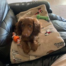 Dachshund Puppies from Shaffers low riding weiners