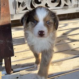 Queenie - Red merle Miniature Australian Shepherd puppy in Godley, Texas from Nana and Paws Aussies