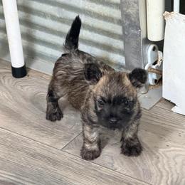 Male 1 - Wheaten brindle male Cairn Terrier puppy in Shell Knob, Missouri from Stoneridge Kennel