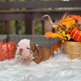 Bella - Red and white female Bulldog puppy in Charlotte, North Carolina from Golden Leaf Kennels LLC