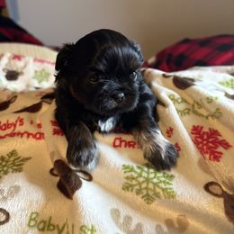 Girl 3 - Black female Shih Tzu puppy in Wooster, Ohio from Mending Hearts Shih Tzu's
