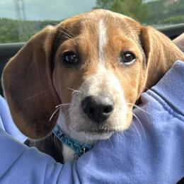 Beagles from Double X Beagles