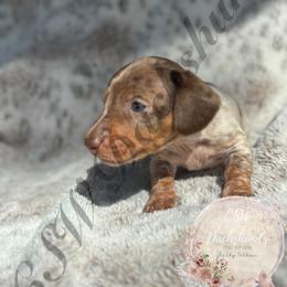 Dachshund Puppies from CSW Dachshunds