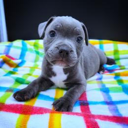Valerie - Blue female Staffordshire Bull Terrier puppy in Dallas, Texas from Wild Blue Staffords