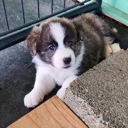 Gatlin - Brindle and white male American Corgi puppy in Concrete, Washington from Wigglebutts American Corgis