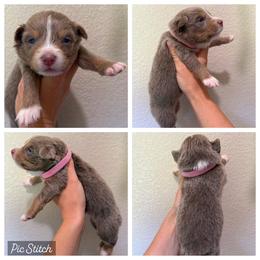 Pink - Dilute red female Australian Shepherd puppy in Iola, Texas from MK Aussies