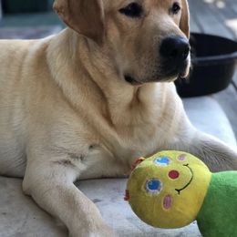 Labrador Retriever All Grown Up from RoseBrook Labradors