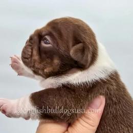 Tilly - Chocolate tri-color female Bulldog puppy in Elliottsburg, Pennsylvania from Pappy's Bulldogs