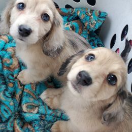 Dachshund Puppies from FleuryDachs