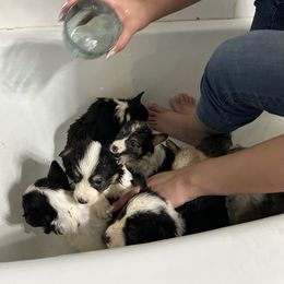 Pembroke Welsh Corgi Puppies from Alegandra’s Pembroke Welsh Corgis