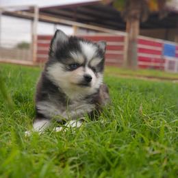 Pearl - Black and white female Pomsky puppy in Mesa, Arizona from Platinum Pomskies