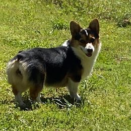 Maggie - Pembroke Welsh Corgi