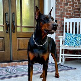 Doberman Pinschers from Valor Dobermans of N.C.