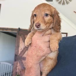 Sabrina - Dapple female Dachshund puppy in Commerce, Texas from Devoted Doxies Cream Dachshund