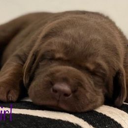 Labrador Retriever Puppies from Travis’ Chocolate Labradors