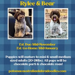 Australian Labradoodle puppies from Potomac Australian Labradoodles