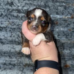 Blue Merle female 1 - Blue merle female Miniature Australian Shepherd puppy in Liberty, Mississippi from Liberty Oaks Aussies and Dachshunds