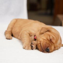 Golden Retriever Puppies from Dixie Goldens