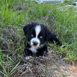 Arrow - Black & white male Australian Shepherd puppy in Newton, Mississippi from Bright Star Aussies