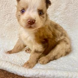 Merle female 2 - Red merle female Miniature Australian Shepherd puppy in Lemon Cove, California from Magic Ranch Mini Aussies