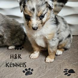 Skittles - Blue merle female Toy Australian Shepherd puppy in Luzerne, Iowa from Rouse's Aussies