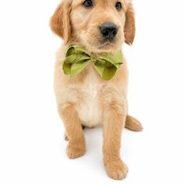 Basil - Golden male Golden Retriever puppy in Chicago, Illinois from Urbane Retrievers