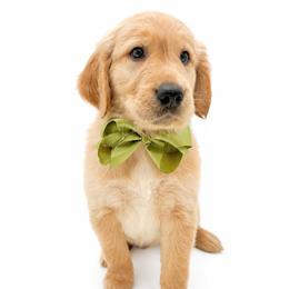 Basil - Golden male Golden Retriever puppy in Chicago, Illinois from Urbane Retrievers