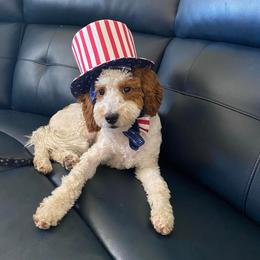 Goldendoodle All Grown Up from Goldendoodle AZ