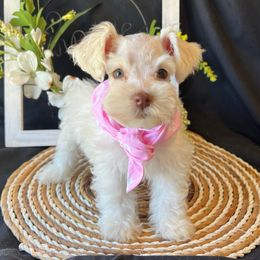 Tina - Wheaten female Miniature Schnauzer puppy in Menifee, California from Moonshine’s Minis