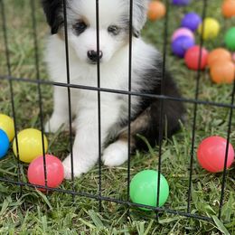 Miniature American Shepherd Puppies from Fruition Farms