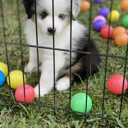 Miniature American Shepherd Puppies from Fruition Farms